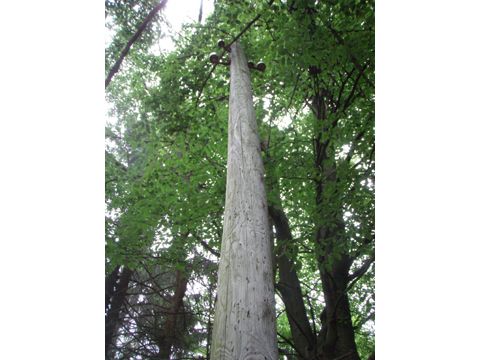 Foto 30